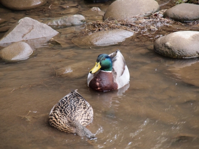 [Male floating atop the water with a female in front with her head completely in the water.]